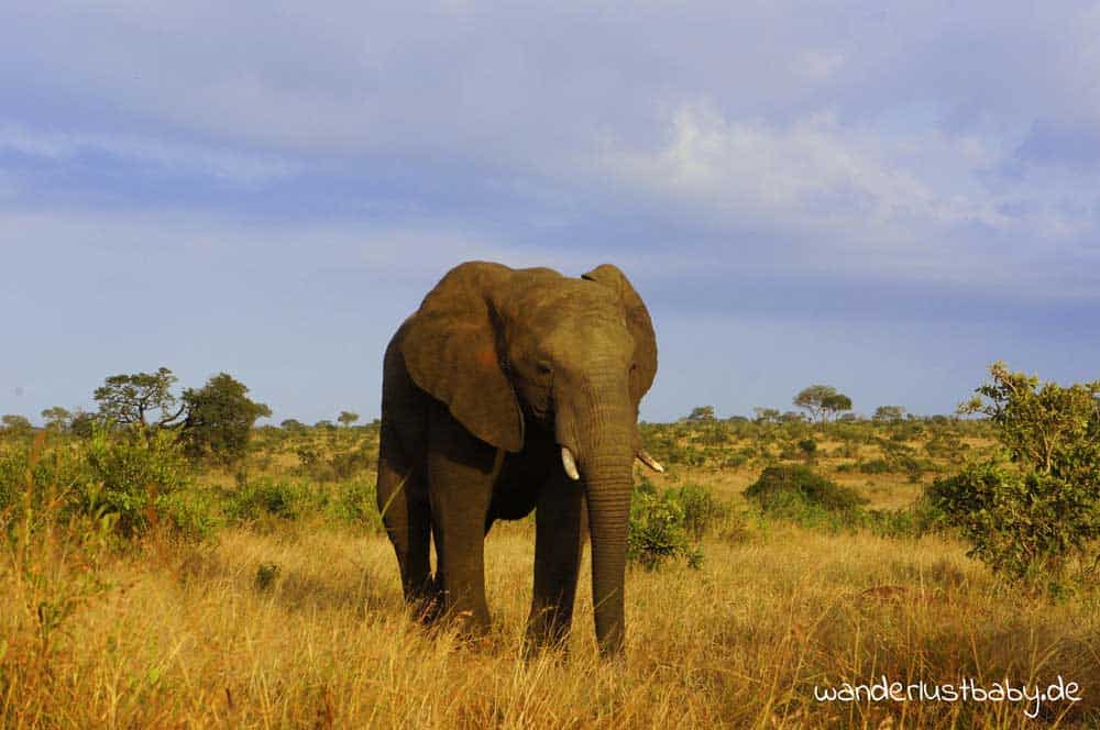 Elefant im Krueger National Park