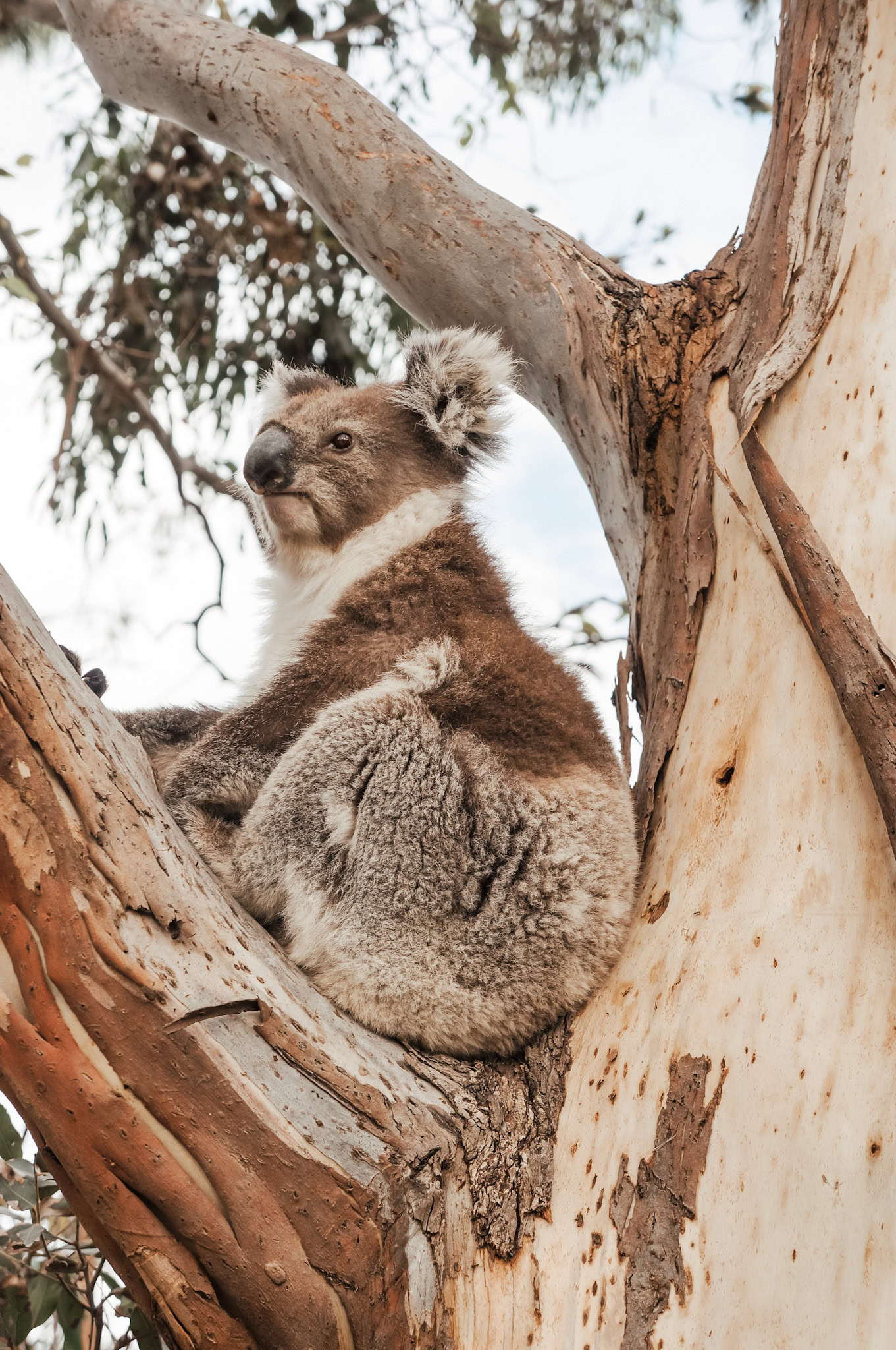 Australien Koala